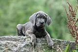 CANE CORSO 1136